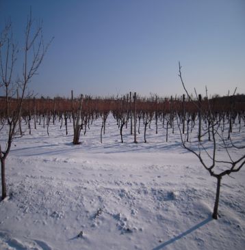 Labinci